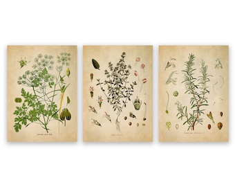 Vintage Herb Prints: Kitchen Botanical Art, Set of 3, Thyme, Parsley, Rosemary, COM31