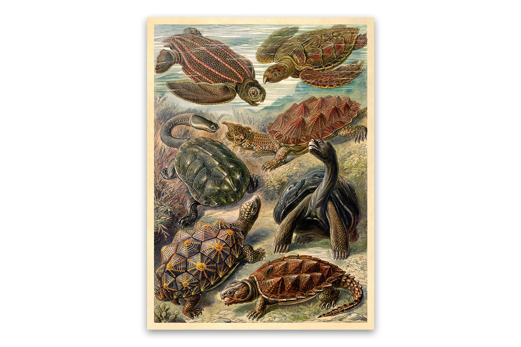 Vintage Turtle Print: Ernst Haeckel Marine Life Illustration