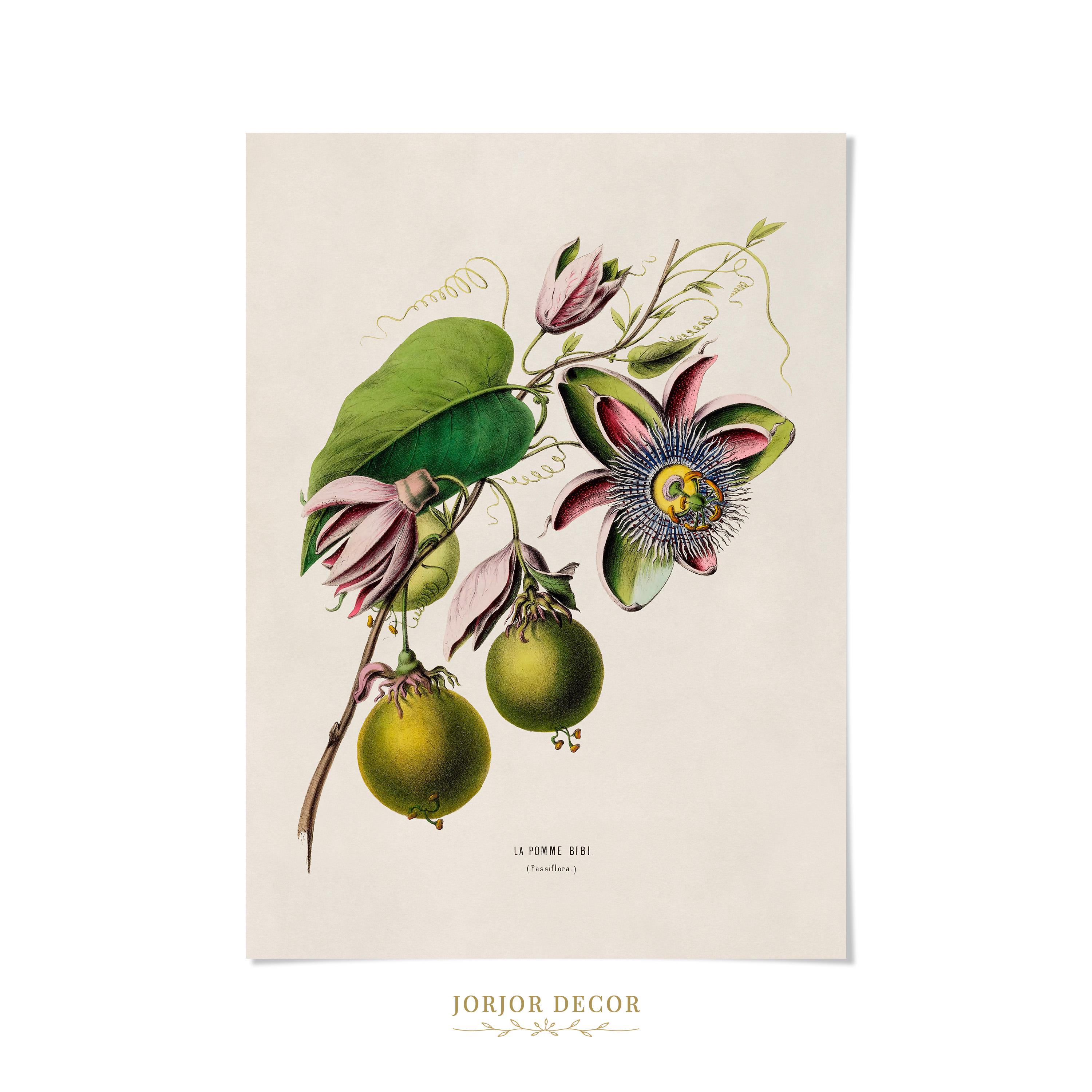 Passionfruit Flower Print, 19th Century Tropical Botanical