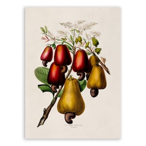 Cashew Nut Tree Print, Vintage Style Botanical Illustration, Premium Reproduction, FDA64