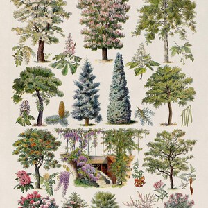 Ornamental Trees Species Chart, Scientific Botany Illustration, AM76 image 4