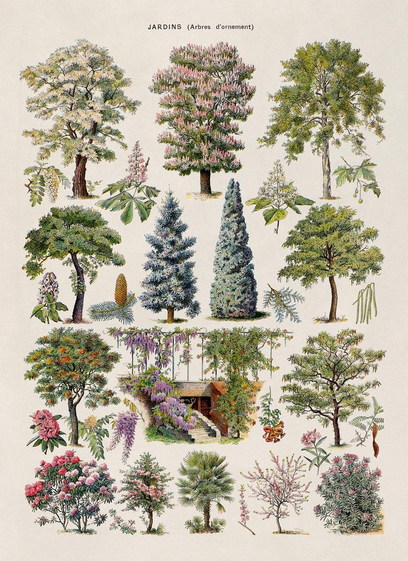 Ornamental Trees Species Chart, Scientific Botany Illustration, AM76 image 4