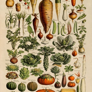 Adolphe Millot Fruit & Vegetable Vintage Print Set of 2, COM23 image 5