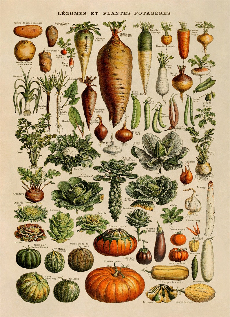 Adolphe Millot Fruit & Vegetable Vintage Print Set of 2, COM23 image 5