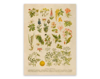 Poisonous Plants Species Botanical Print, Vintage Scientific Poison Plant Botany Illustration, AM134