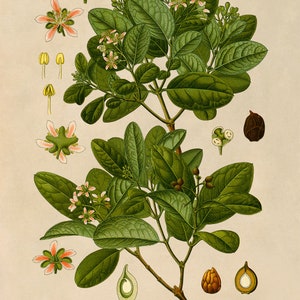 Impression de plante arbre boldo, illustration botanique de plantes médicinales, reproduction de Style vintage, MOBO 261 Classic