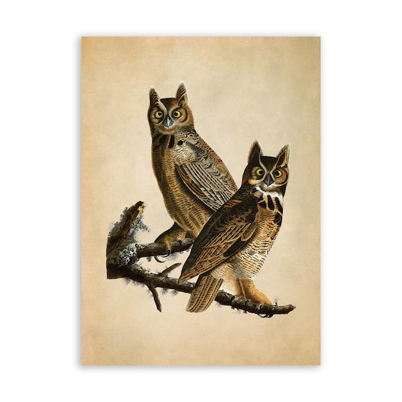 Audubon Horned Owl Print, Vintage Bird Illustration, AOB60