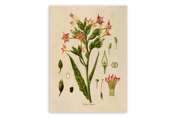 Tobacco Plant Print, Medicinal Plants Botanical Illustration, Vintage Style  Reproduction, MOBO 17