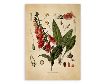 Fox Glove Plant Print, Medicinal Plants Botanical Illustration, Vintage Style Reproduction, MOBO 188