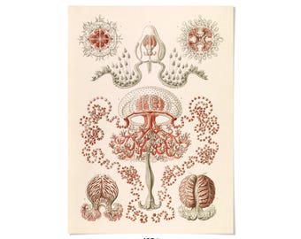 Anthoathecata Marine Animal Print: Ernst Haeckel Sea Life Illustration, NH56