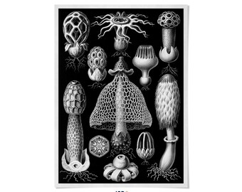 Fungi Species Print: Black & White Geometric Mushroom Art, NH63