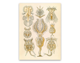 Microorganism Illustration, Vintage Style Ernst Haeckel Scientific Biology Print, Sea Life Art, Nautical Wall Decor, NH48