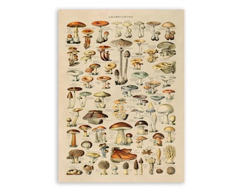 Adolphe Millot Mushroom Chart Poster: Vintage Style Botanical Print, AM02