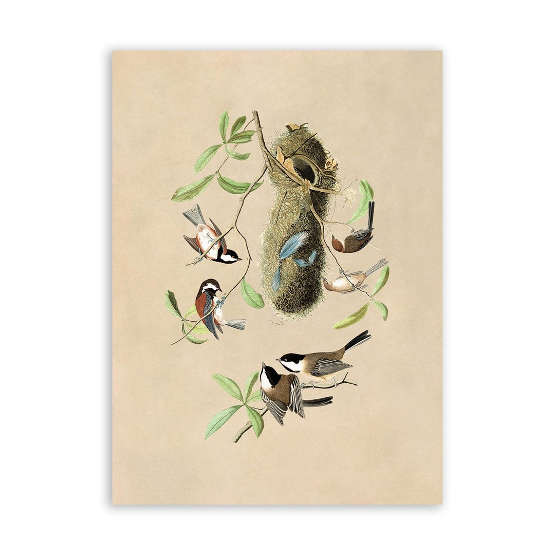 Black Capped Chickadee Bird Print, Vintage Style Audubon Poster, Birds ...