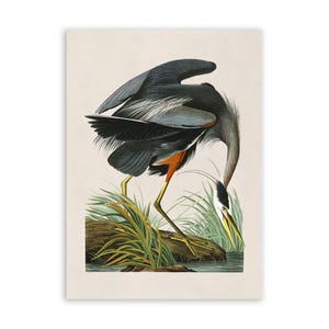 May include: A vintage-style illustration of a tricolored heron standing on a dark log near water. The bird features dark blue-grey plumage, a white belly, orange-brown thigh feathers, and a long yellow beak, surrounded by green marsh grass.