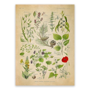 Medicinal Calming Plants Species Variety Chart, Scientific Botany Illustration, AM81