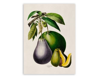 Avocado Fruit Print, Vintage Style Botanical Illustration, Premium Reproduction, FDA60