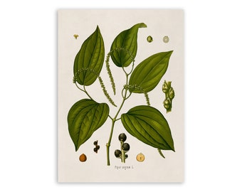 Black Pepper Plant Print, Medicinal Plants Botanical Illustration, Vintage Style Reproduction, MOBO 115