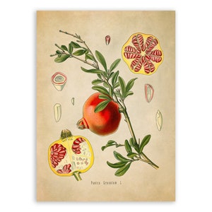 Pomegranate Fruit Plant Print, Medicinal Plants Botanical Illustration, Vintage Style Reproduction, MOBO 82