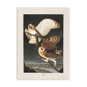 Barn Owl Bird Print, Vintage Style Audubon Poster, Birds Of America Illustration, AOB169