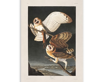 Barn Owl Bird Print, Vintage Style Audubon Poster, Birds Of America Illustration, AOB169