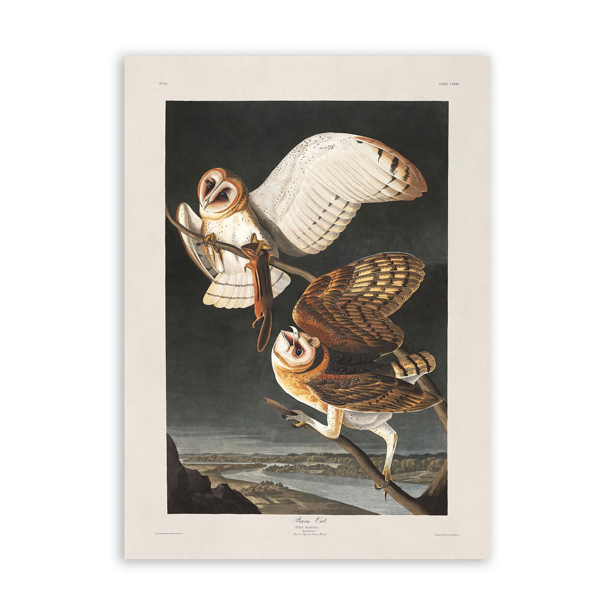 Barn Owl Bird Print, Vintage Style Audubon Poster, Birds Of America Illustration, AOB169