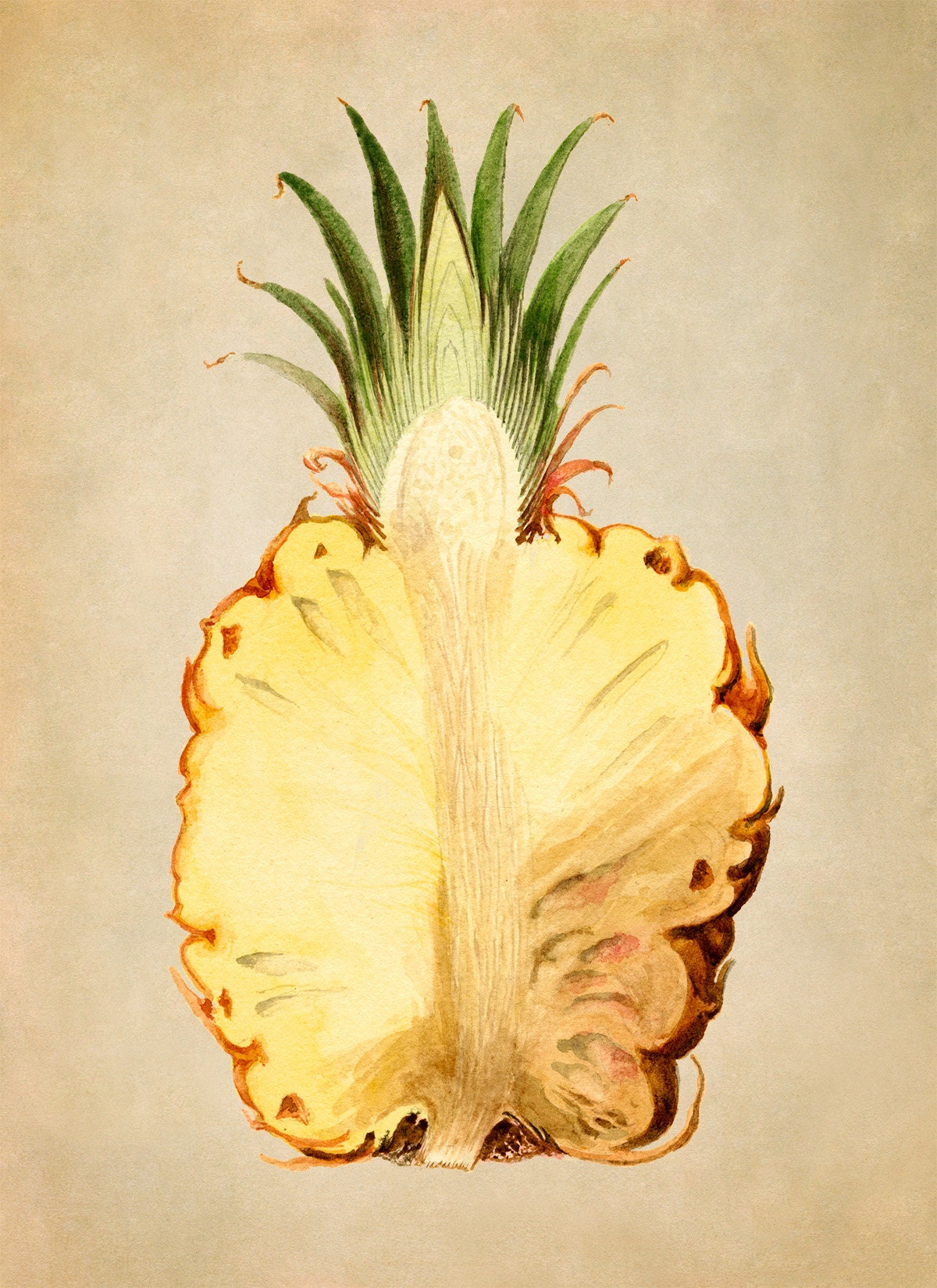 Vintage Pineapple Print: Botanical Fruit Watercolor Poster, JMS60