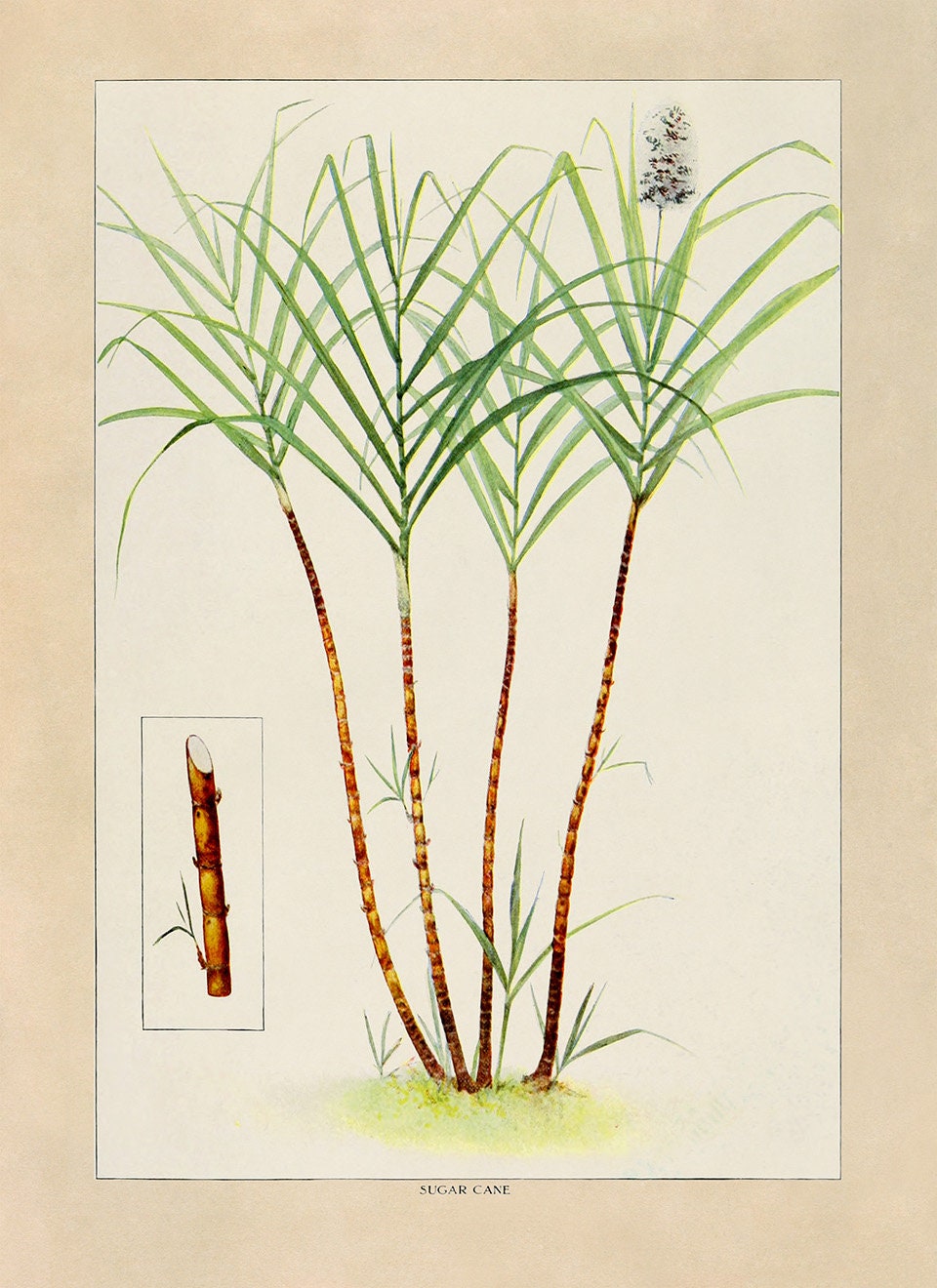 Buy Sugar Cane Plant Print, Kitchen Decor Poster, 1900s GEO93 Online in  India - Etsy, image size:960x1320