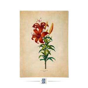 Tiger Lily Flower Print: Floral Botanical Illustration Art, FDA116