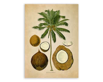 Coconut Tree Plant Print, Medicinal Plants Botanical Illustration,  Vintage Style Reproduction, MOBO 278