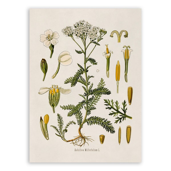 Yarrow Plant Print, Medicinal Plants Botanical Illustration,  Vintage Style Reproduction, MOBO 191