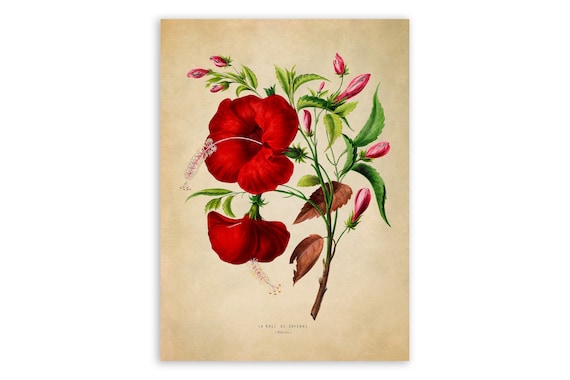絵画 Ruby-red Flowers 200008640-