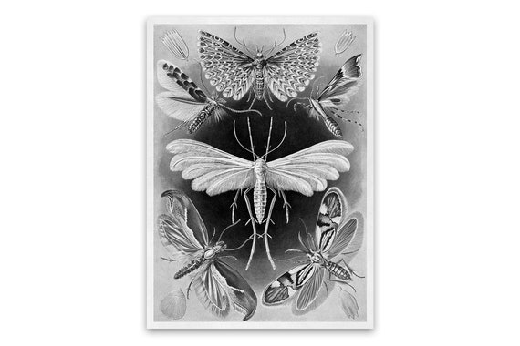 Moths Illustration Print, Vintage Style Ernst Haeckel Scientific Biology Print, Insect Wall Decor, NH8