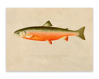Sunapee Trout Fish Male Print, Vintage Style Reproduction, SFD41