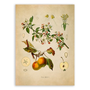 May include: Vintage botanical illustration of a pear tree with white flowers, green leaves, and ripe yellow pears. The illustration includes cross-sections of the pear fruit and details of the flower buds. The text "Pyrus Malus L." is printed at the bottom of the image.