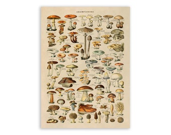 Mushroom Species Print, Vintage Style Mushrooms Illustration, Adolphe Millot Mushroom Chart Poster, Biology Artwork, AM02