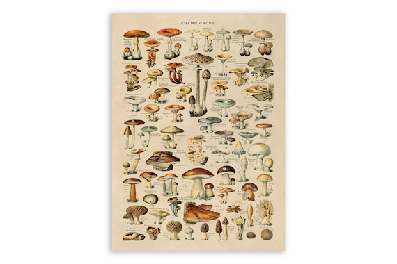 Adolphe Millot マッシュルーム テキストアートプリント - 12インチx16インチ : Adolphe Millot マッシュルーム テキストアートプリント