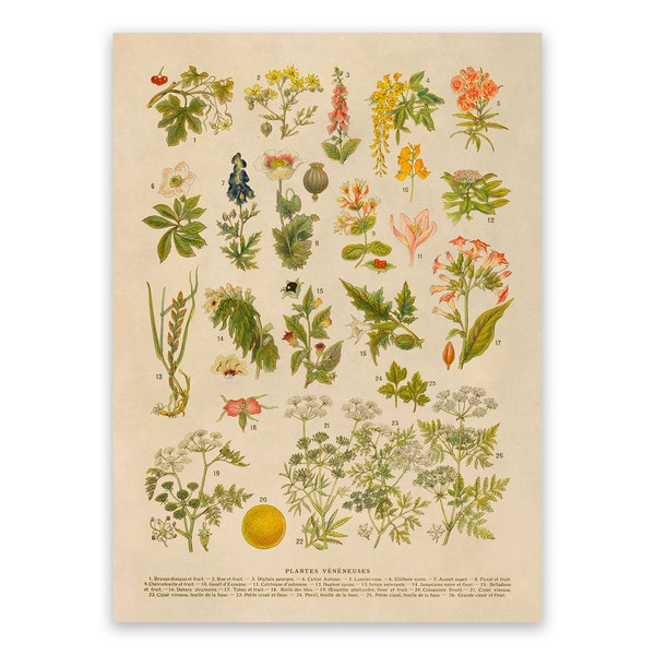 Poisonous Plants Species Botanical Print, Vintage Scientific Poison Plant Botany Illustration, AM134