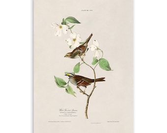 White Throated Sparrow Bird Print, Vintage Style Audubon Poster, Birds Of America Illustration, AOB8