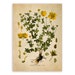 see more listings in the Botanical Illustrations  section