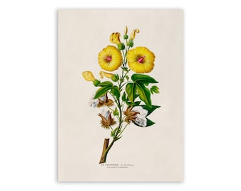 Cotton Plant Print, Vintage Style Botanical Illustration, Premium Reproduction, FDA124