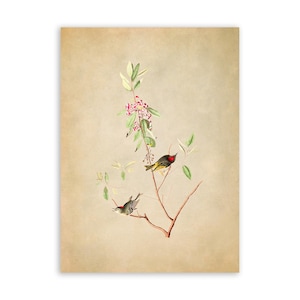 May include: A vintage illustration of two small birds perched on a branch of a flowering plant with pink blossoms. The birds are depicted in a realistic style with detailed feathers and markings. The background is a soft beige color.