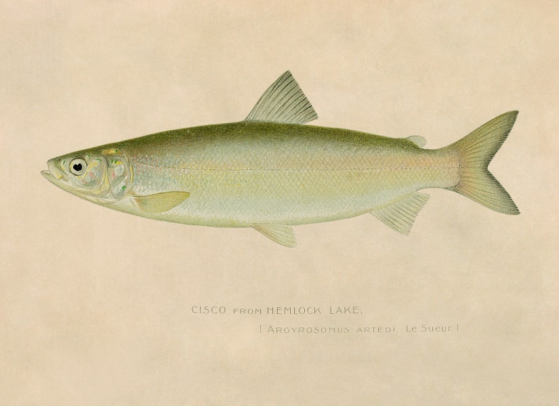 Cisco Fish Print, Angler Wildlife Home Decor, Vintage Style ...