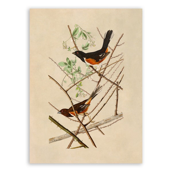 Eastern Towhee Bird Print, Vintage Style Audubon Poster, Birds Of America Illustration,  AOB29