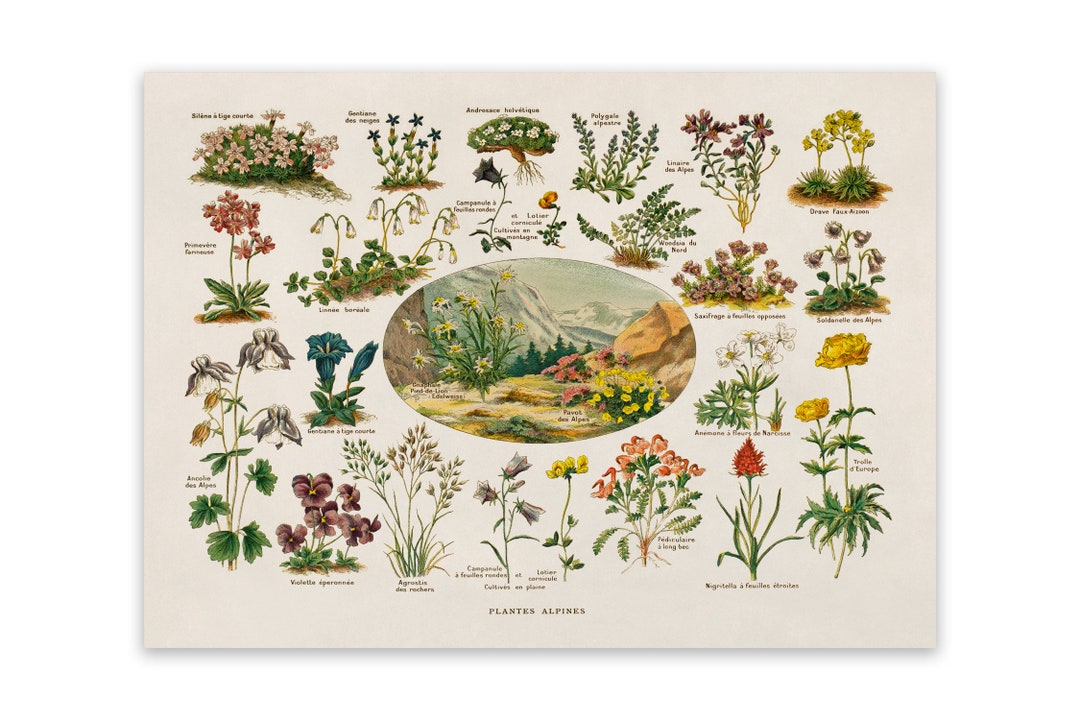 BOTANICAL ART 【import品】 il_1080xN.5214210774_o8by.jpg
