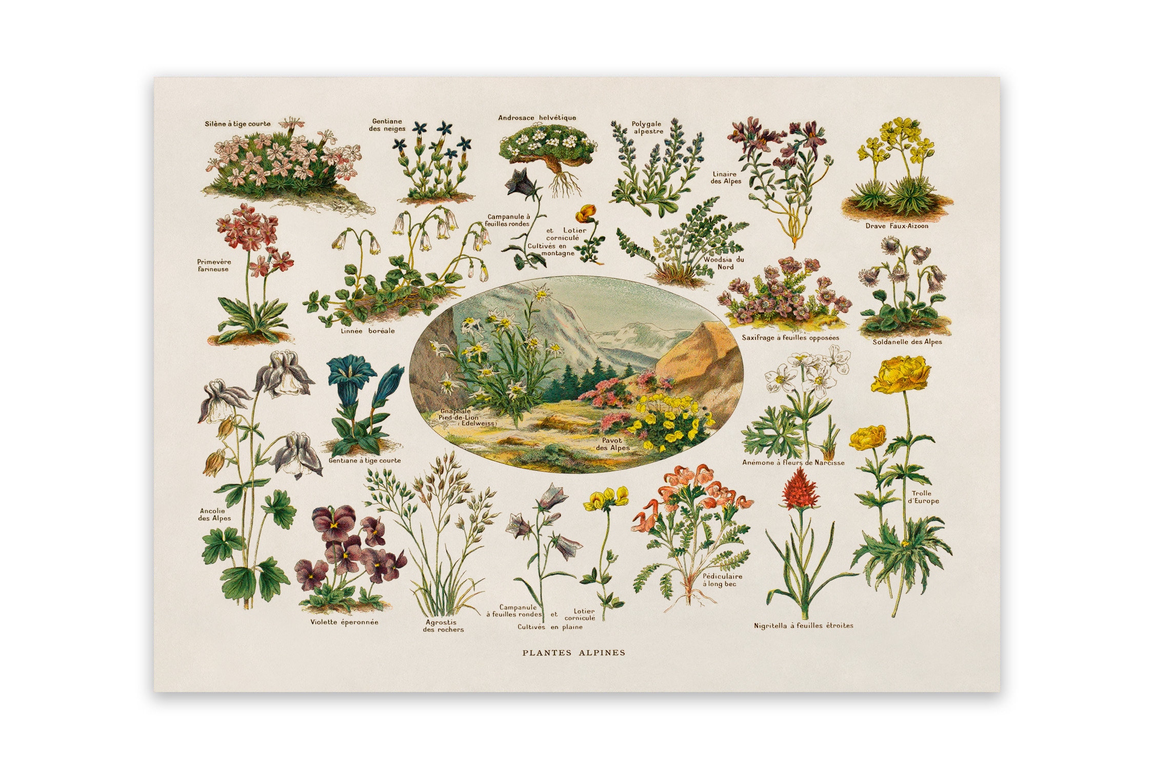 大きな取引 Vintage Botanical Floral Scientific Plants, Alpine Print, 絵画