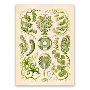 Seaweed Oceanography Illustration, Vintage Style Ernst Haeckel Scientific Biology Print, Marine Life Art, Nautical Wall Decor, NH64