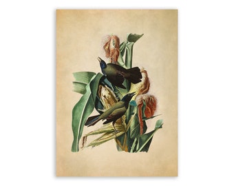 Purple Grackle Bird Print, Vintage Style Audubon Poster, Birds Of America Illustration,  AOB7