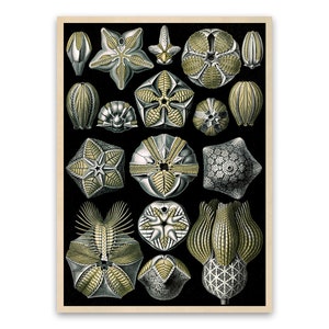 Sand Dollar Illustration, Vintage Style Ernst Haeckel Scientific Biology Print, Marine Life Art, Nautical Wall Decor, NH76
