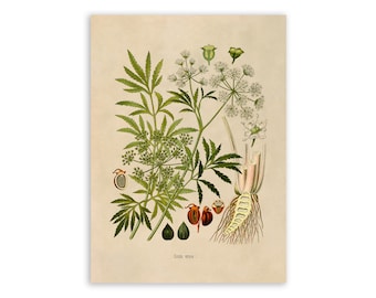 Water Hemlock Poison Plant Print, Medicinal Plants Botanical Illustration, Vintage Style Reproduction, MOBO 223